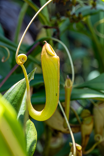 nepenthes masoalensis