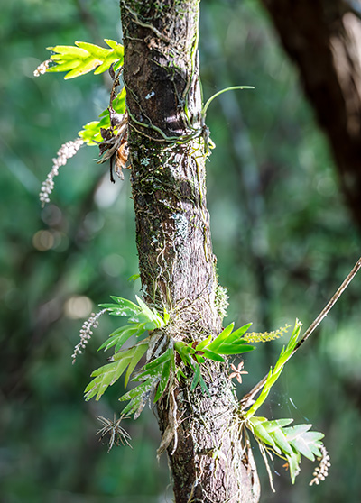oberonia disticha 