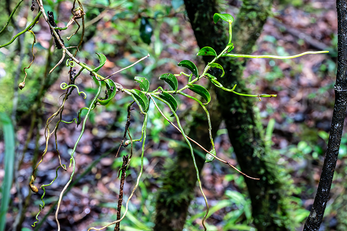 oeonia rosea 3