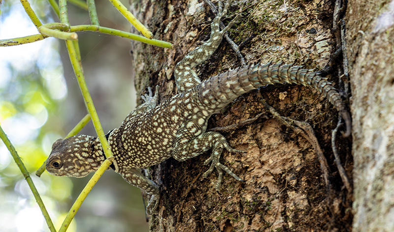 oplurus