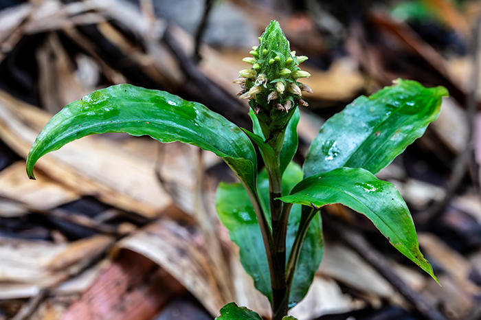 platylepis densiflora 1
