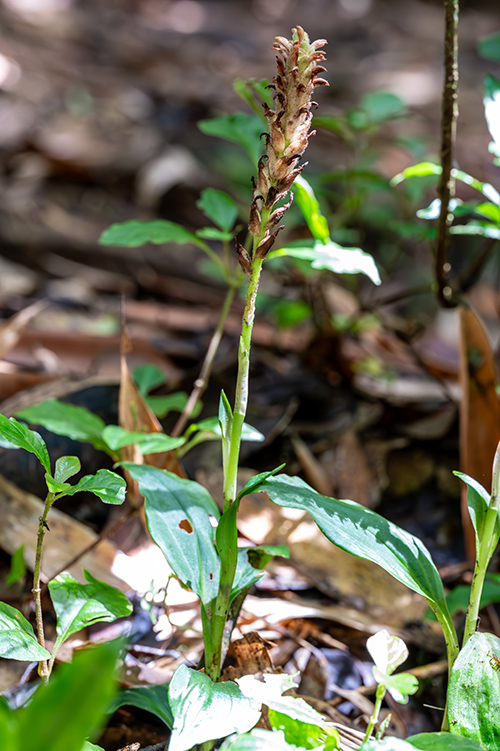 platylepis occulta 1