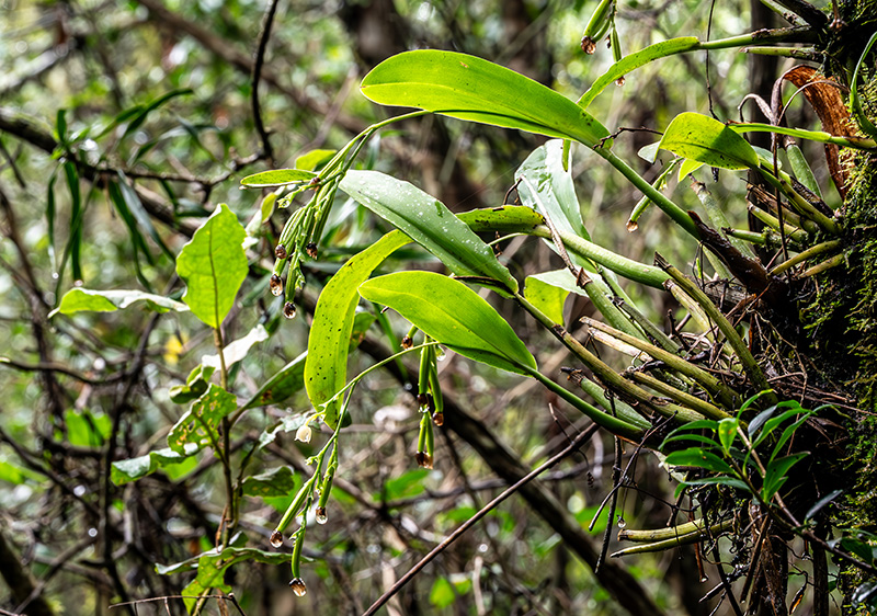 polystachya cultriformis 5