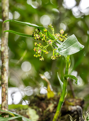 polystachya fusiformis 1
