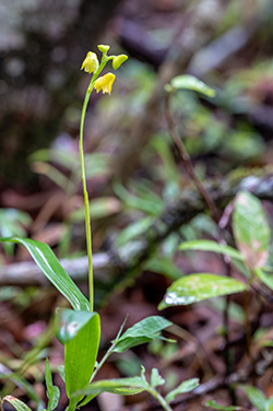 polystachya henrici 1