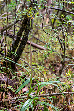 polystachya oreocharis 1