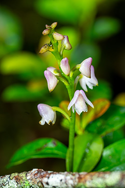 polystachya rosea 1