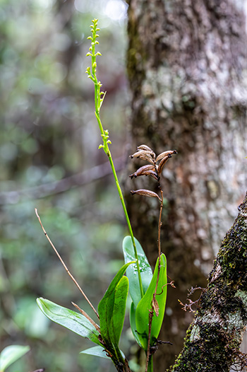 polystachya virescens 1