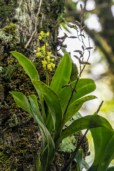 polystachya virescens 3
