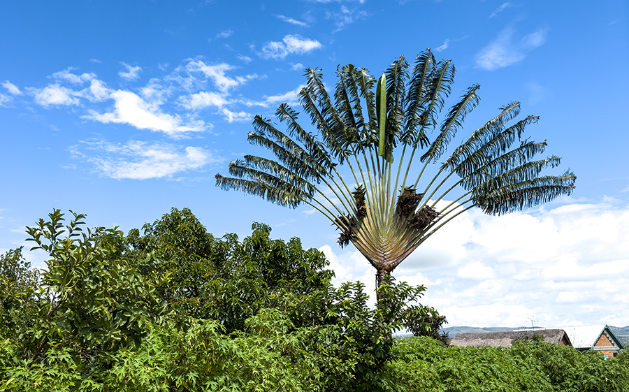 ravenala madagascariensis