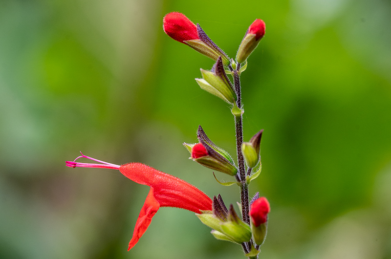 salvia coccinea