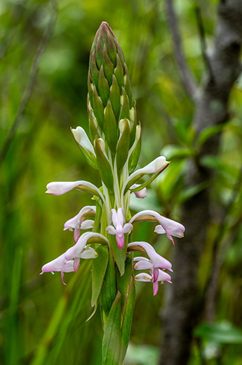 satyrium rostratum 1