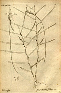 thouars angraecum filicornu 1