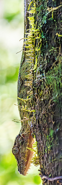 uroplatus
