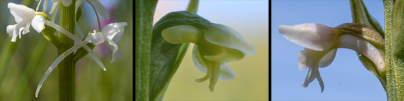 gymnadenia pseudorchis 4