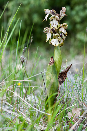 himantoglossum robertianum