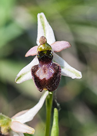ophrys arachnitiformis
