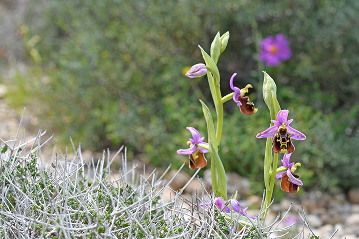 ophrys colossaea 1
