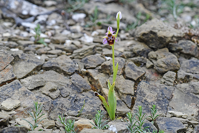 ophrys polyxo 1