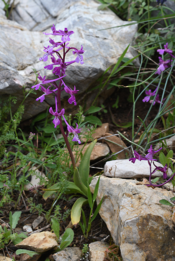 orchis anatolica 2