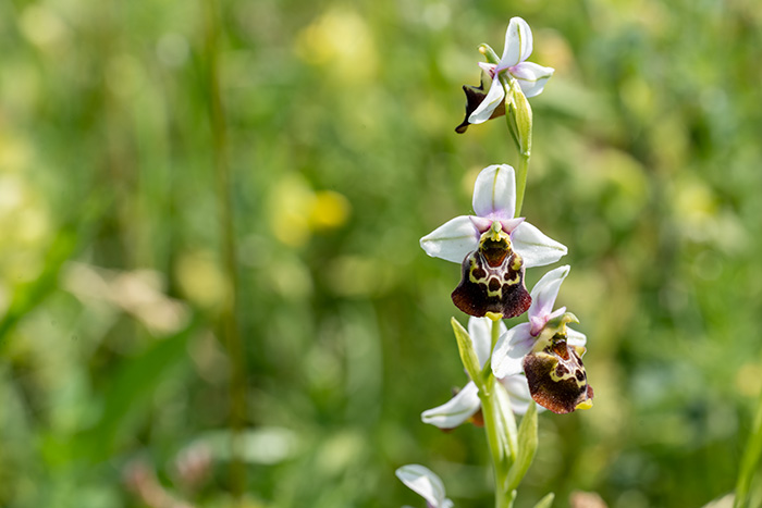 ophrys fuciflora 1