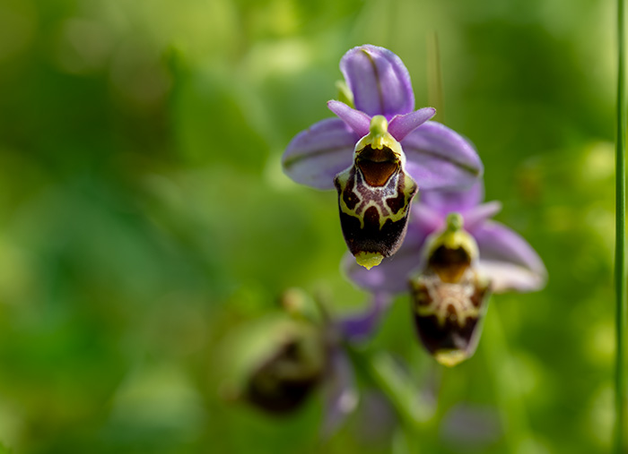 ophrys fuciflora 3
