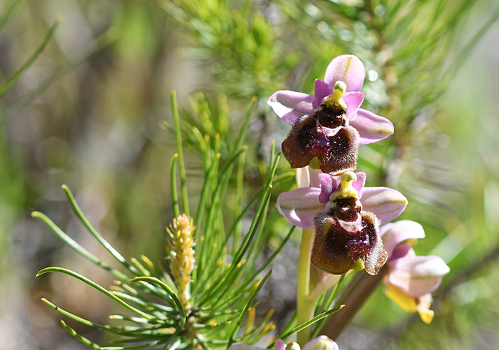 ophrys aprilia