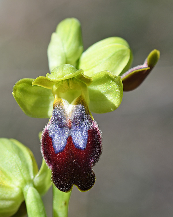 ophrys bilunulata