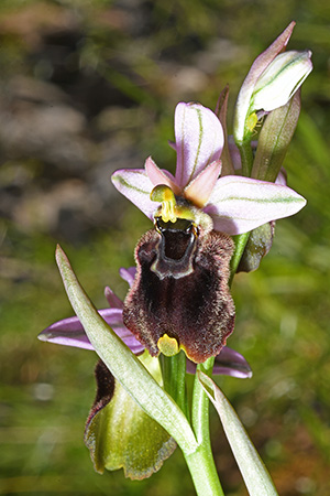 ophrys chestermanii