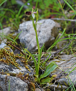 ophrys morisii 2