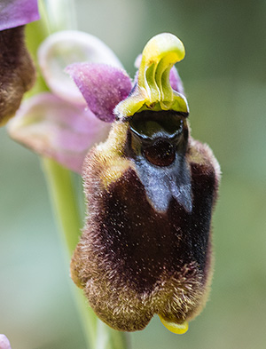 ophrys normanii