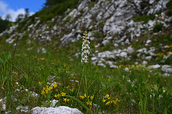 Gymnadenia conopsea f. albiflora