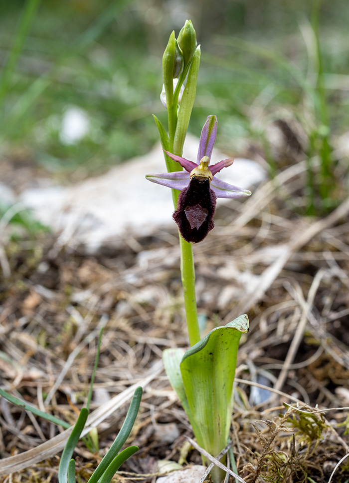 ophrys benacensis 1