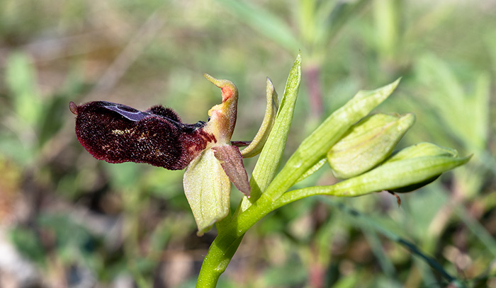 ophrys benacensis 2