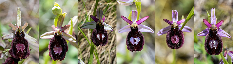 ophrys benacensis 3