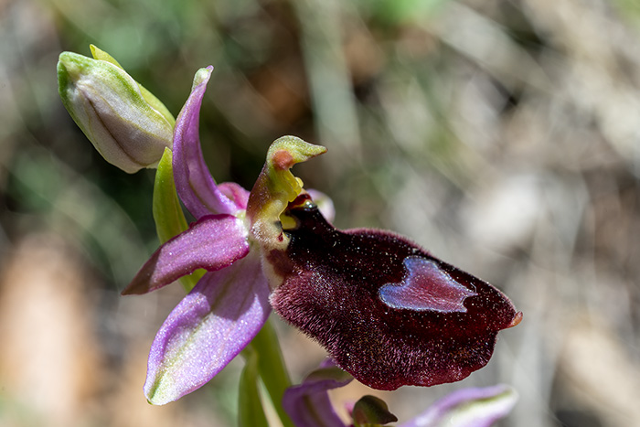 ophrys benacensis 4