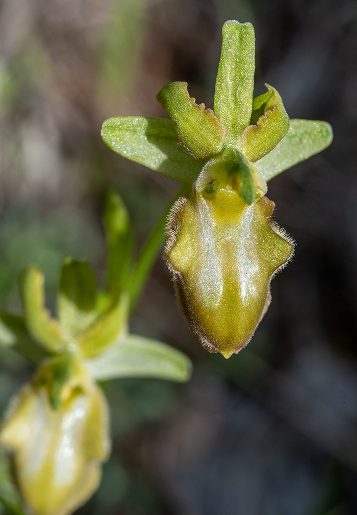 ophrys sphegodes 5